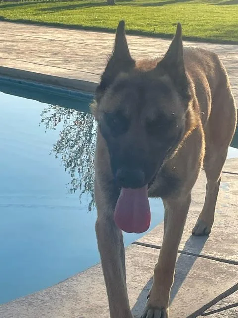 A young large-sized male Belgian Shepherd / Malinois dog named Cs Bruno for adoption in Vancouver, WA