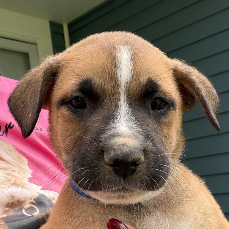 A baby small-sized male Brown / Chocolate Boxer dog named Howard  Red for adoption in Greenfield, IN