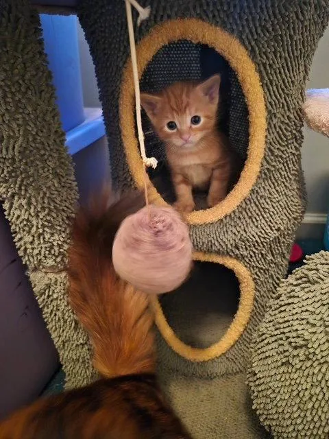 A baby medium-sized male Orange / Red Domestic Short Hair cat named C Litter Orion for adoption in Livonia, MI