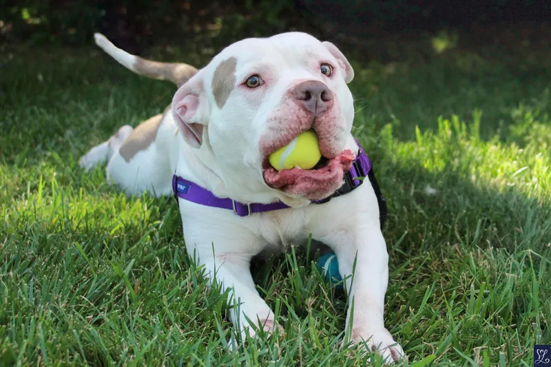Otis thumbnail 2
