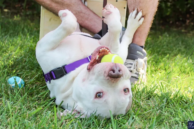 Otis thumbnail 3