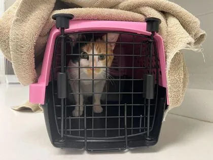 An adult medium-sized female White Domestic Short Hair cat named Chai for adoption in Kansas City, MO