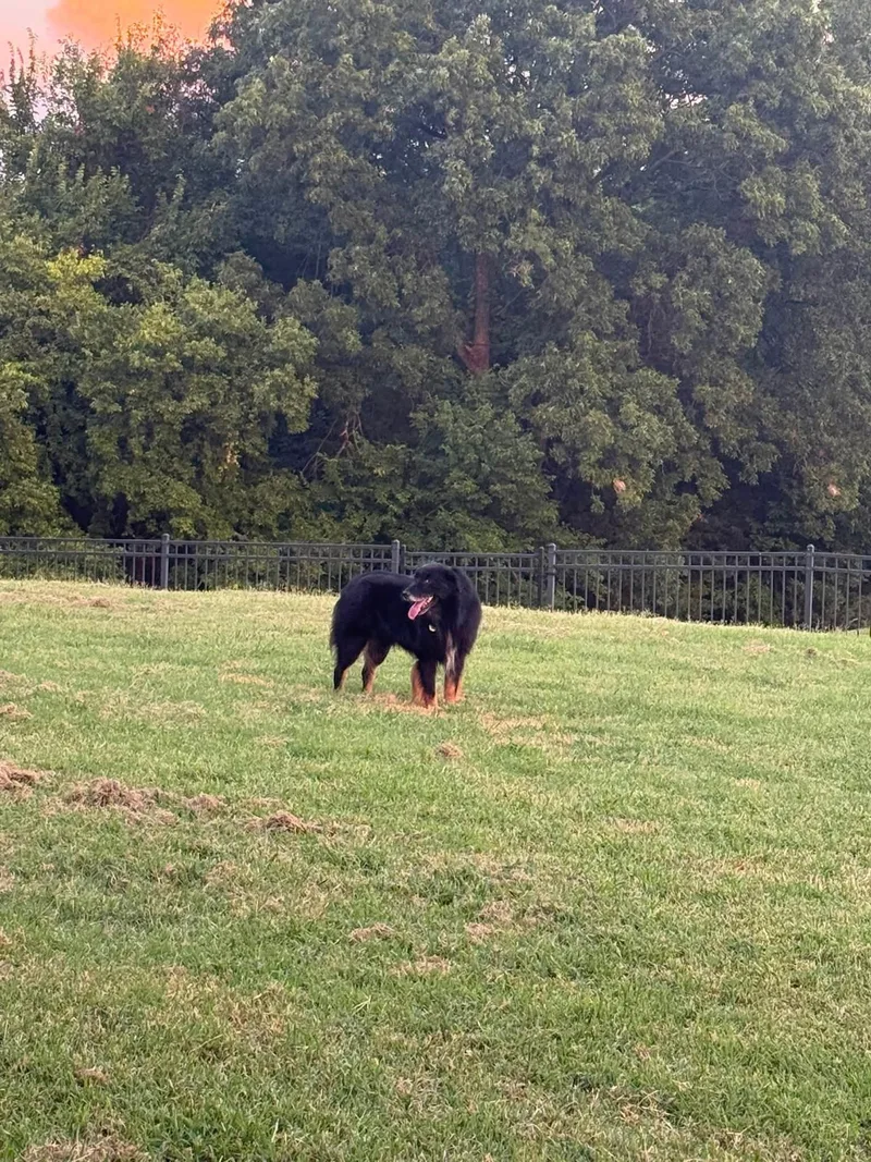 An adult medium-sized male Black Australian Shepherd dog named [MEDICAL HOLD] ARPH  for adoption in North Richland Hills, TX