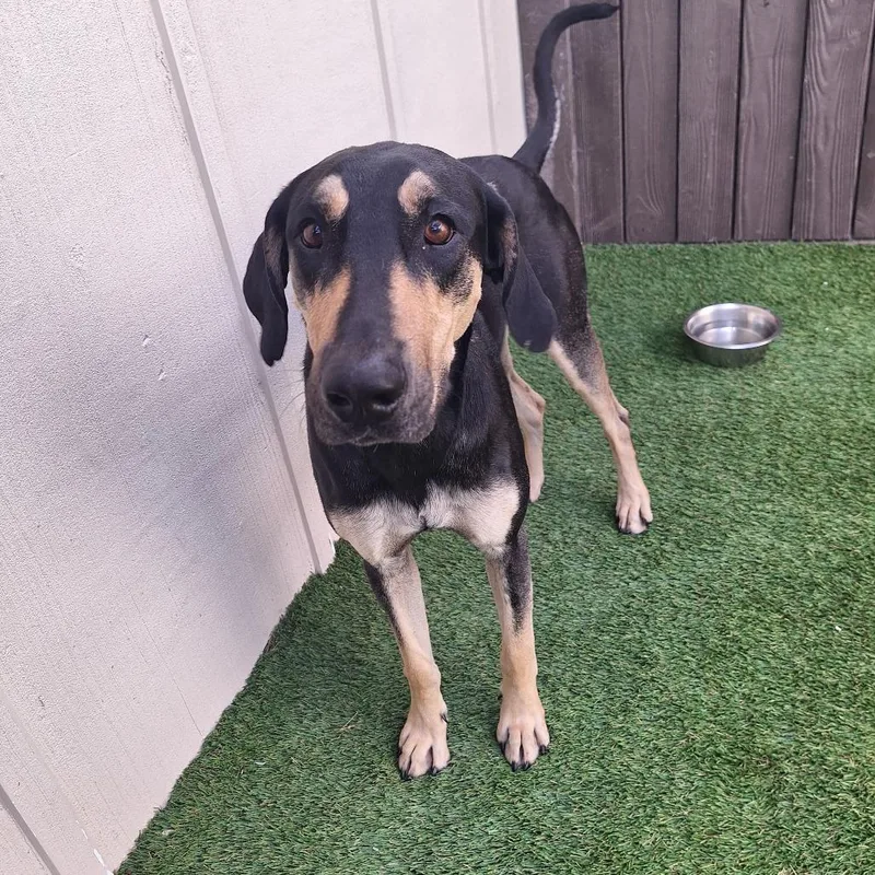 An adult medium-sized male Black Coonhound dog named Mozi for adoption in LOXAHATCHEE, FL