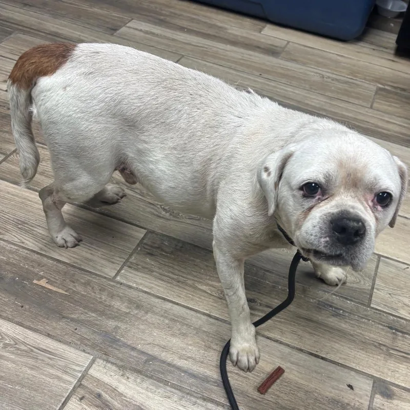 A senior medium-sized male White / Cream Mixed Breed dog named Fornell for adoption in Henderson, KY