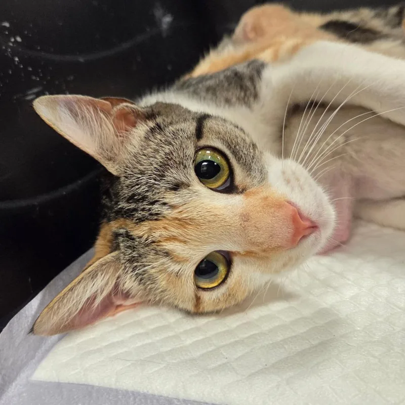 A young medium-sized female Tortoiseshell Domestic Short Hair cat named Hammie for adoption in Chattanooga, TN