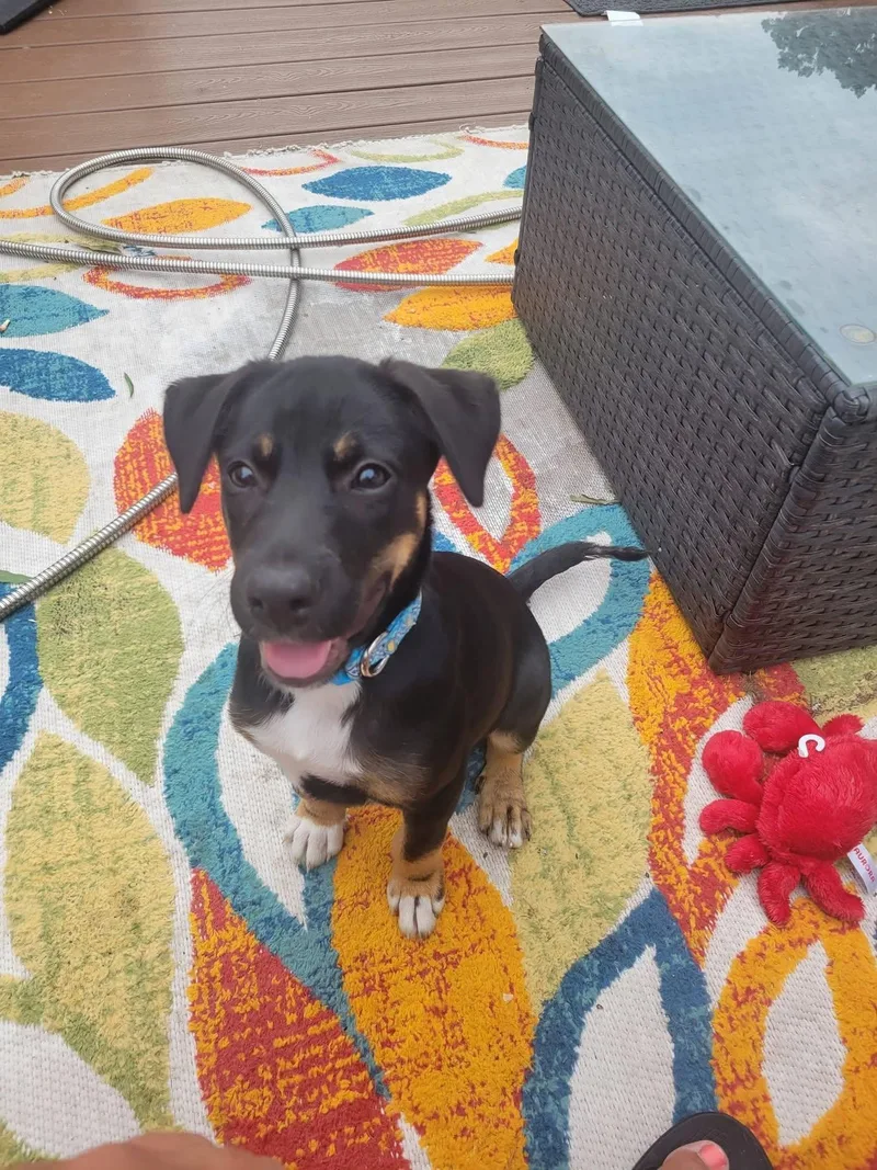 A baby medium-sized female Mixed Breed dog named Sky for adoption in Salisbury, MD
