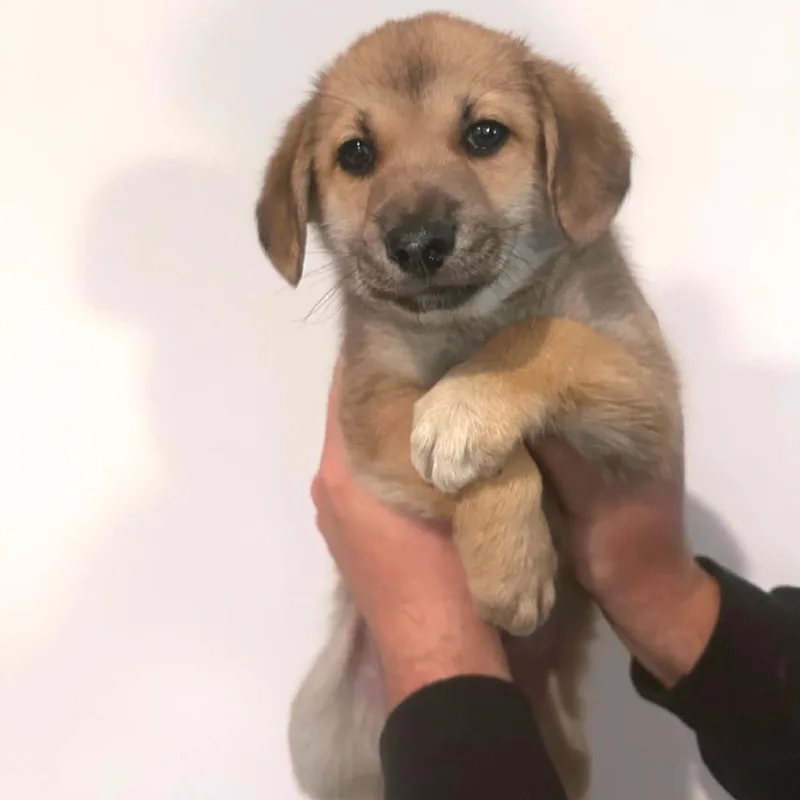A baby medium-sized male Yellow / Tan / Blond / Fawn Mixed Breed dog named Toffee for adoption in DeKalb, IL