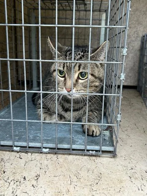 An adult medium-sized female Domestic Short Hair cat named Chico for adoption in Louisville, KY