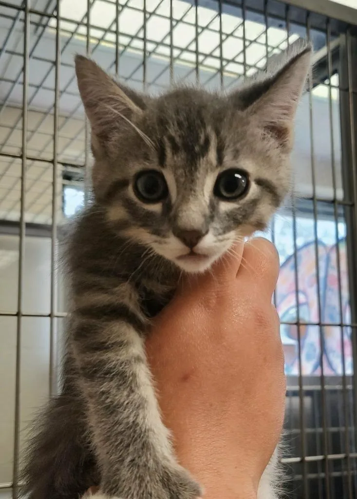 A baby small-sized male Domestic Short Hair cat named Merengue for adoption in Grand Forks, ND