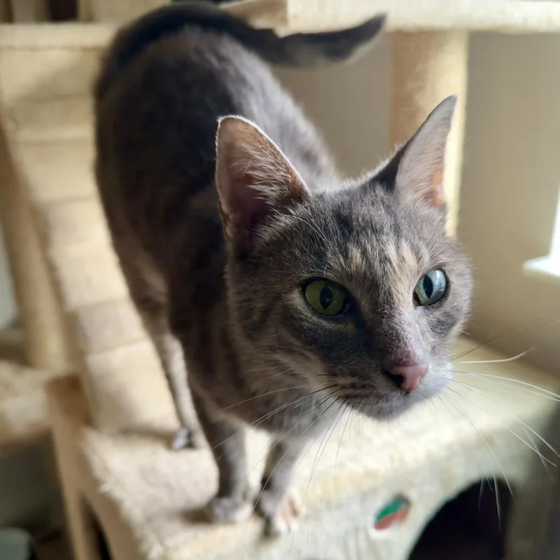 An adult medium-sized female Tortoiseshell Domestic Short Hair cat named Clarice for adoption in Gainesville, FL