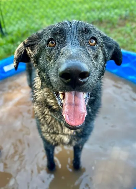An adult large-sized male Dutch Shepherd dog named Westley for adoption in York, SC