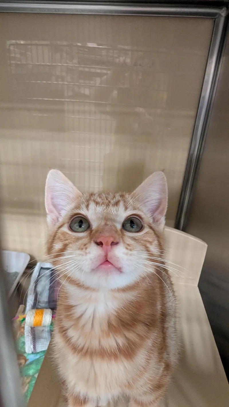 A baby medium-sized male Orange & White Domestic Short Hair cat named Jim for adoption in Missoula, MT