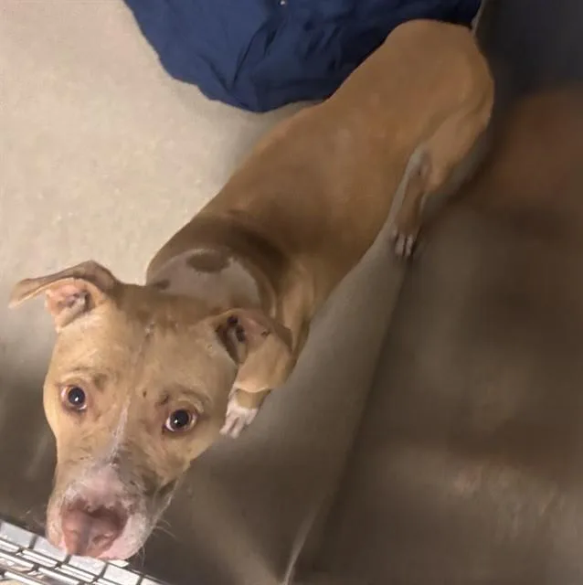 A young medium-sized male American Staffordshire Terrier dog named Tie for adoption in Fort Lauderdale, FL