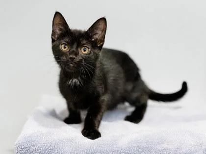 A baby small-sized male Domestic Short Hair cat named Maverick for adoption in Longmont, CO
