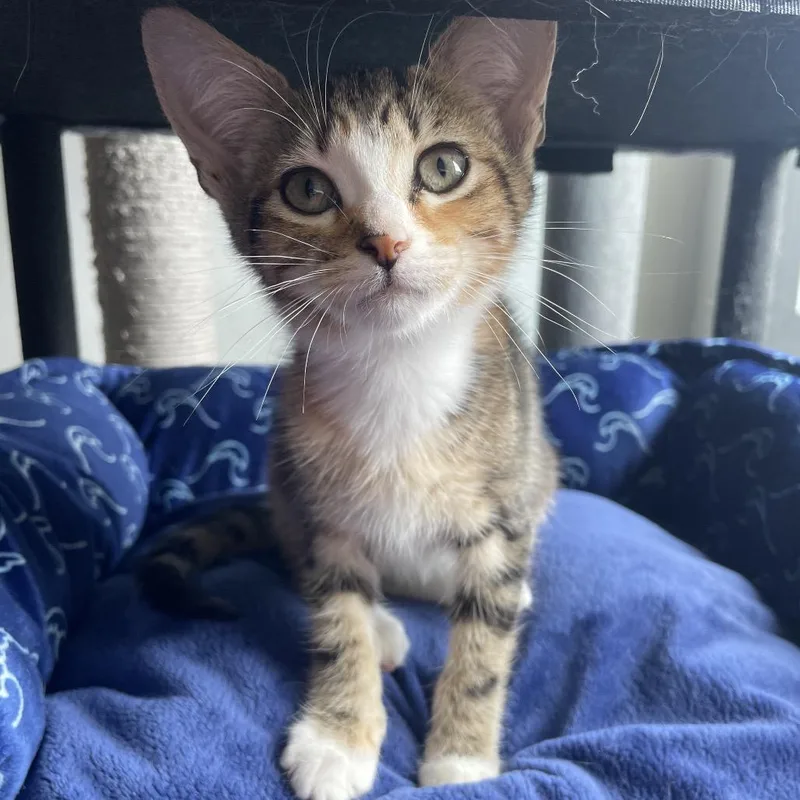 A baby small-sized female Domestic Short Hair cat named Kiwi for adoption in Woodstock, GA