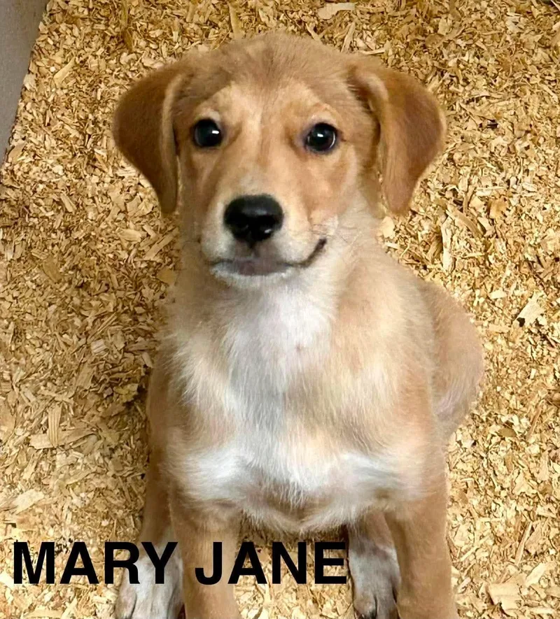 A baby large-sized female Labrador Retriever dog named Mary Jane for adoption in New Baltimore, MI