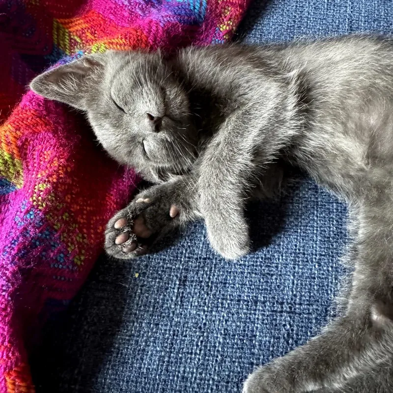 A baby small-sized male Gray / Blue / Silver Domestic Short Hair cat named Willie for adoption in New Orleans, LA