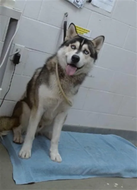An adult large-sized male Siberian Husky dog named Cassius for adoption in Salinas, CA