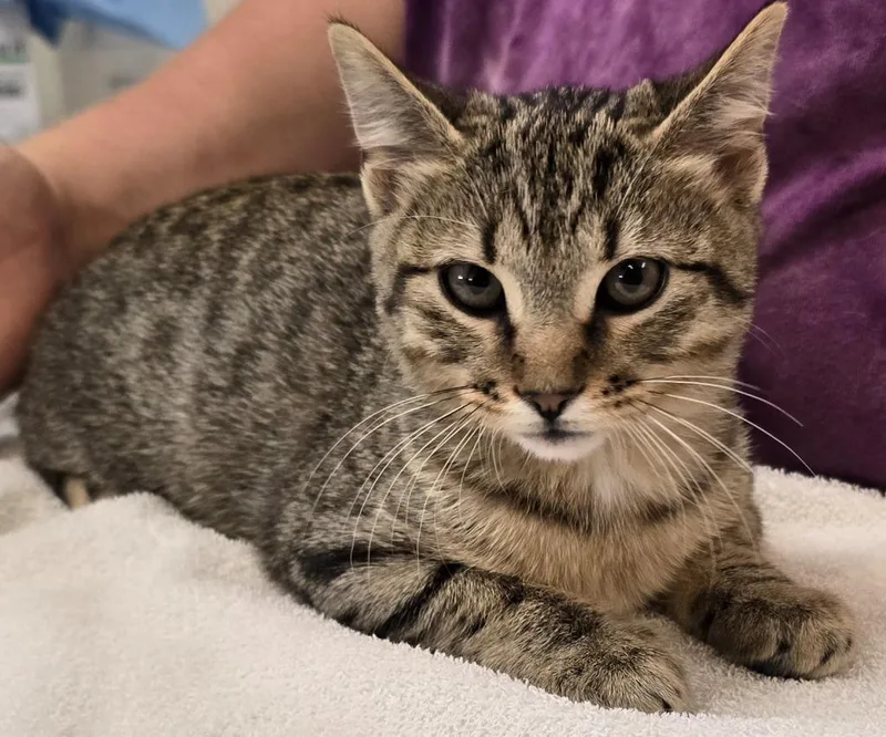 A baby small-sized female Domestic Short Hair cat named Juniper for adoption in Murphysboro, IL