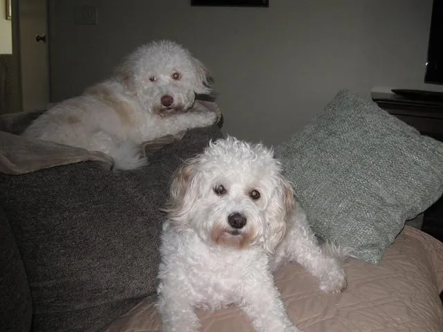 An adult medium-sized female Cockapoo dog named Daisy for adoption in Placentia, CA