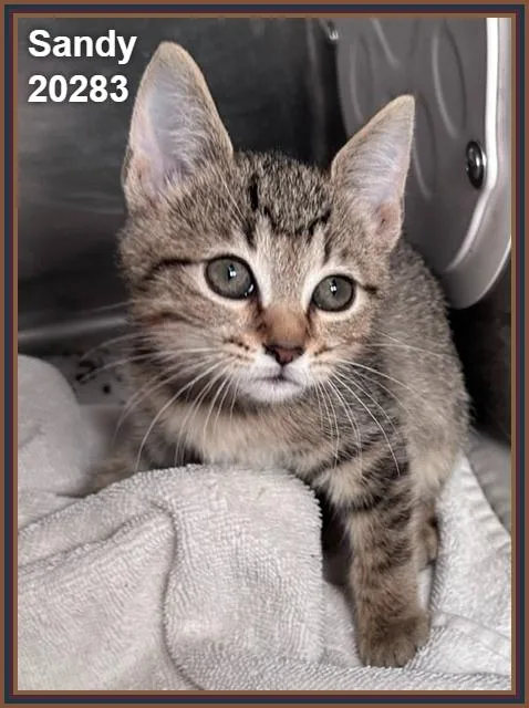 A baby medium-sized female Tabby (Brown / Chocolate) Domestic Short Hair cat named Sandy for adoption in Marietta, GA