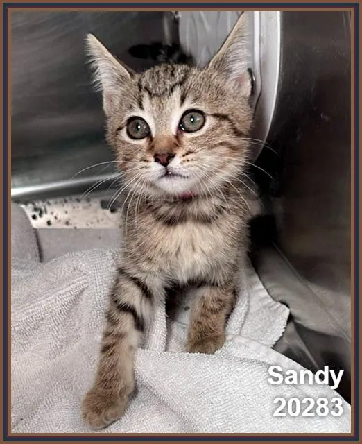 Sandy thumbnail 3