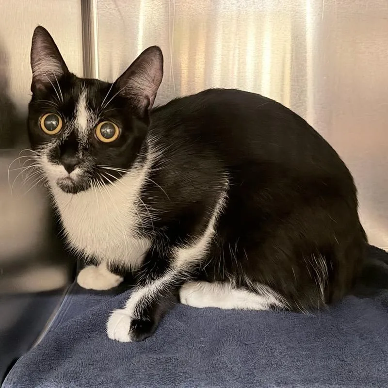 A young medium-sized female Black Domestic Short Hair cat named Virginia for adoption in Springfield, MA
