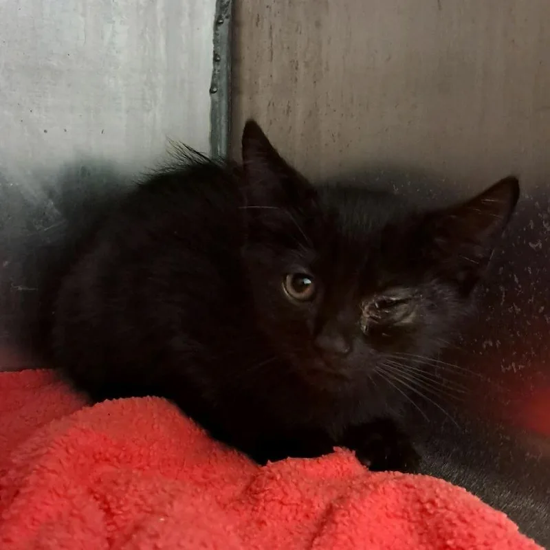 A baby small-sized male Black Domestic Short Hair cat named Malachi for adoption in Valley, AL