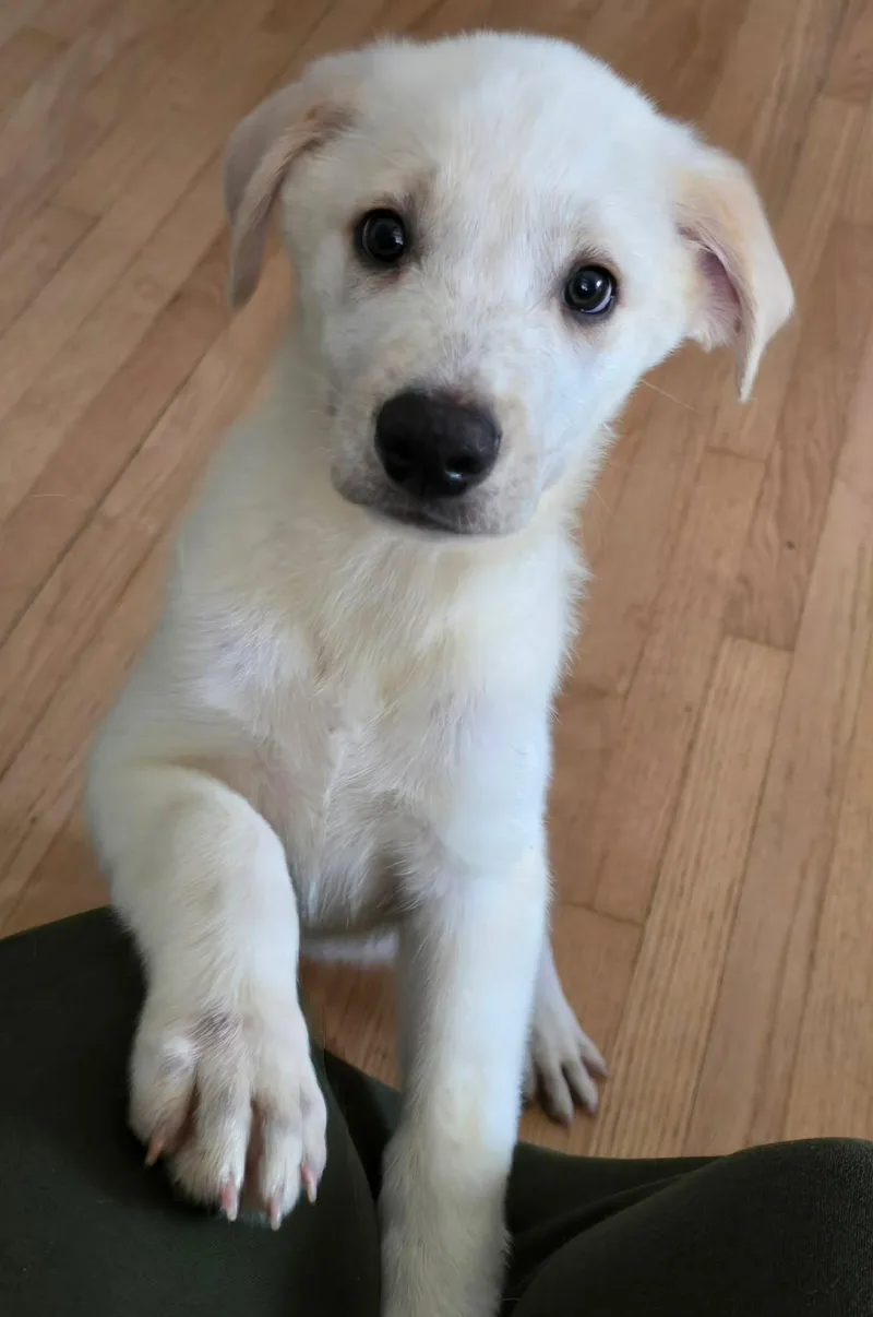 A young large-sized male White / Cream Mixed Breed dog named Van for adoption in Kenosha, WI