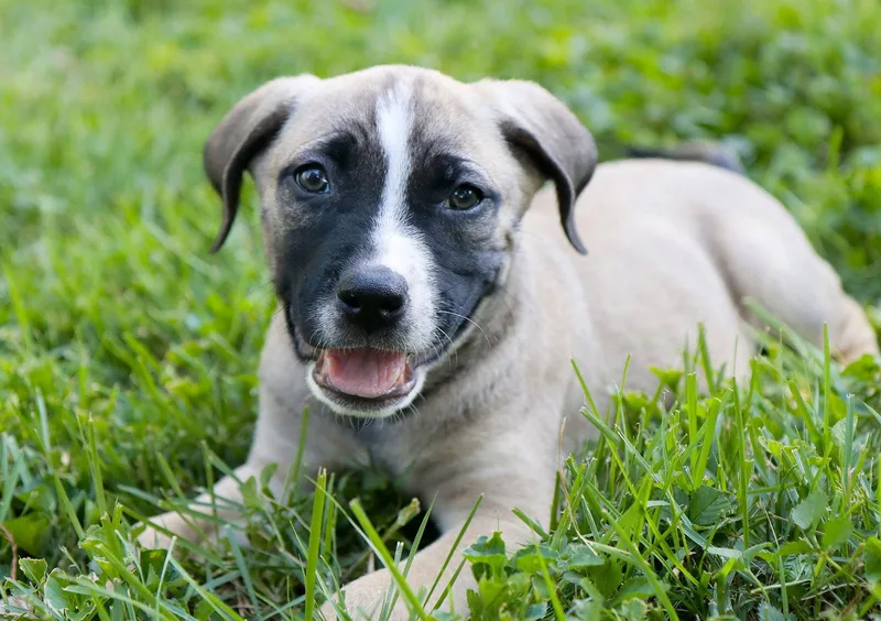 A baby large-sized male Australian Shepherd dog named Howard Wolowitz for adoption in Kansas City, MO