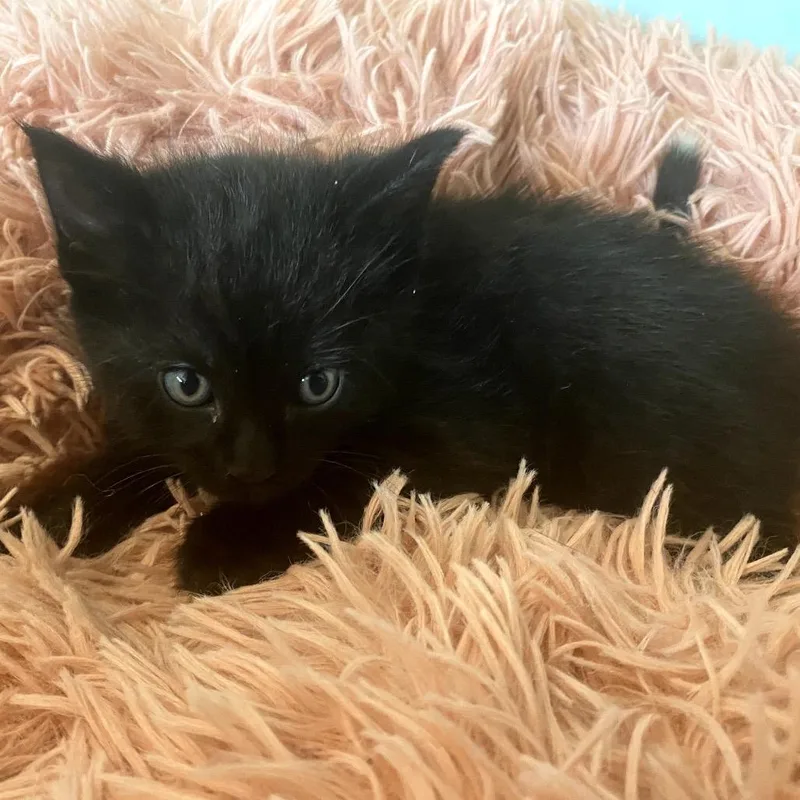 A baby small-sized male Black Domestic Medium Hair cat named Rookie for adoption in Long Beach, CA