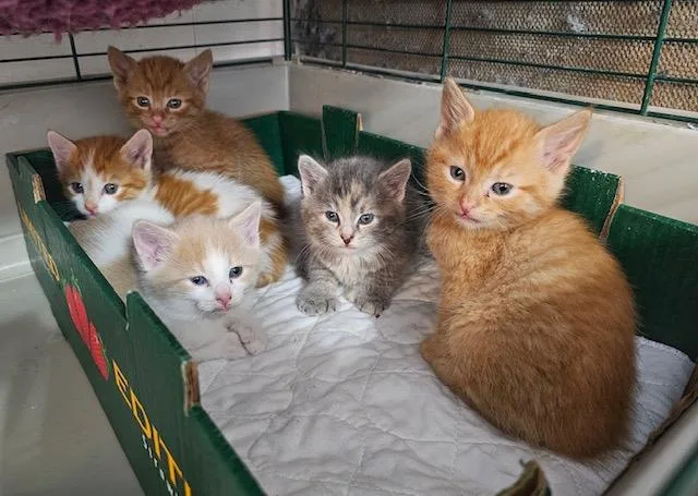 A baby medium-sized male Domestic Short Hair cat named H Litter for adoption in Fairfax, VA