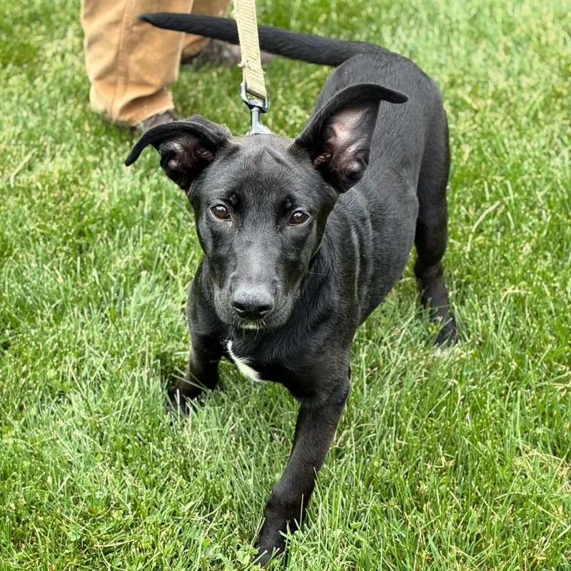 A baby medium-sized female Black Labrador Retriever dog named Buttered Popcorn for adoption in South Elgin, IL