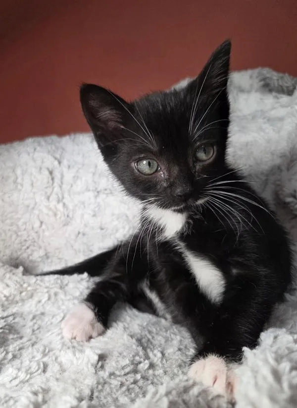 A baby small-sized male Domestic Short Hair cat named Baby for adoption in Vancouver, WA