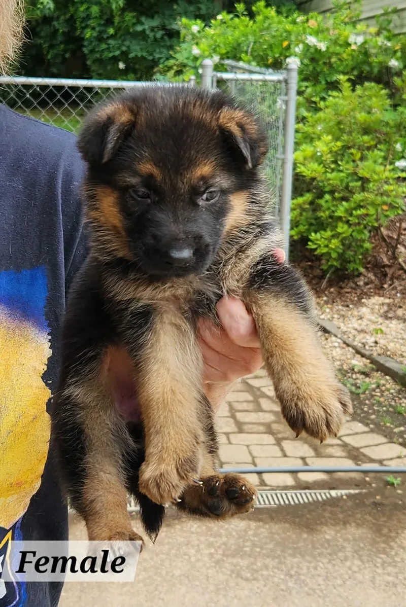 A baby medium-sized female German Shepherd Dog dog named Lilah for adoption in Royal Palm Beach, FL