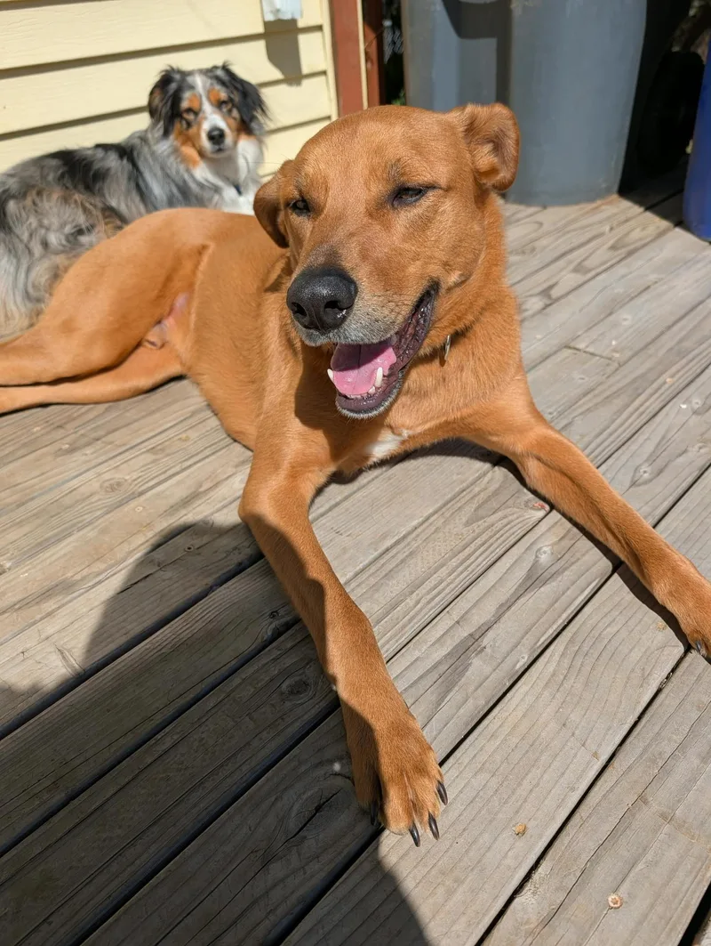 Scooby Doo thumbnail 3