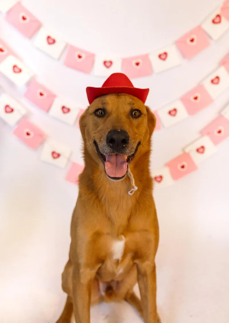 Scooby Doo thumbnail 4