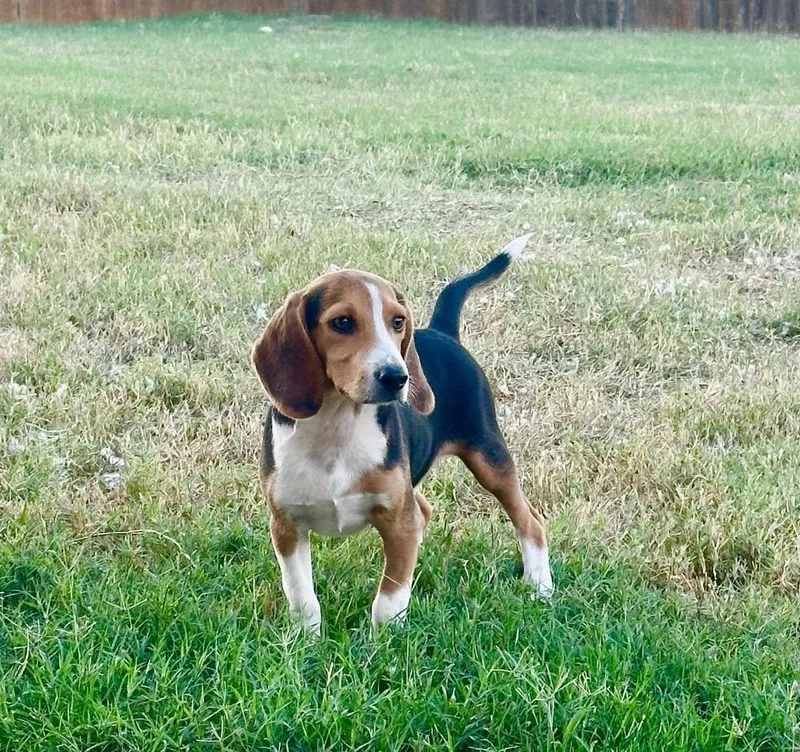 A baby medium-sized male Beagle dog named Roscoe for adoption in Shawnee, OK