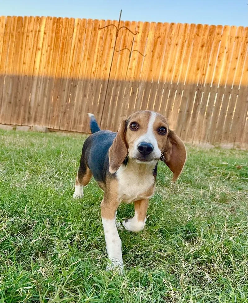 Roscoe thumbnail 2