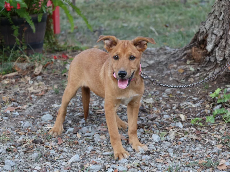 A baby medium-sized female Shetland Sheepdog / Sheltie dog named Maycie for adoption in Humboldt, TN