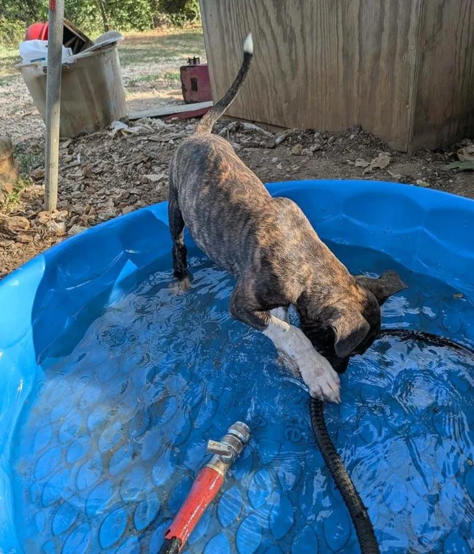 A baby medium-sized female Brindle Pit Bull Terrier dog named Peanut Butter CL for adoption in Kansas City, MO