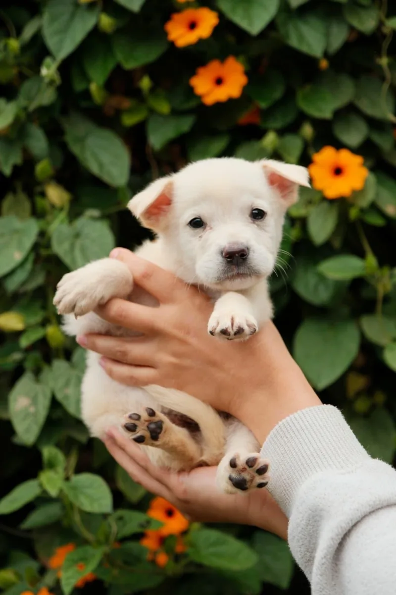 A baby medium-sized male Labrador Retriever dog named Feta for adoption in San Diego, CA