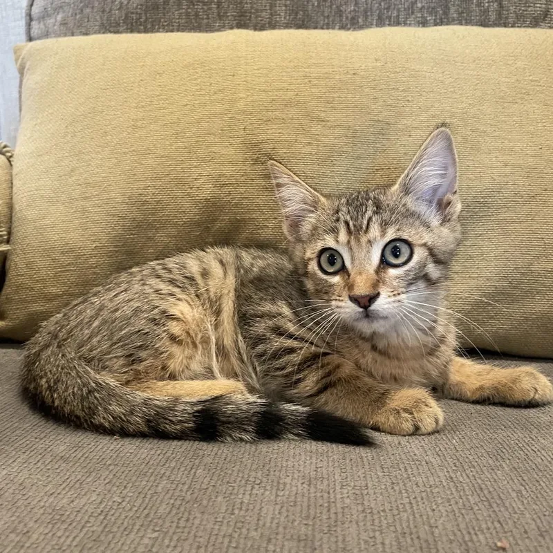 A baby small-sized female Brown / Chocolate American Shorthair cat named Stella for adoption in Tucson, AZ
