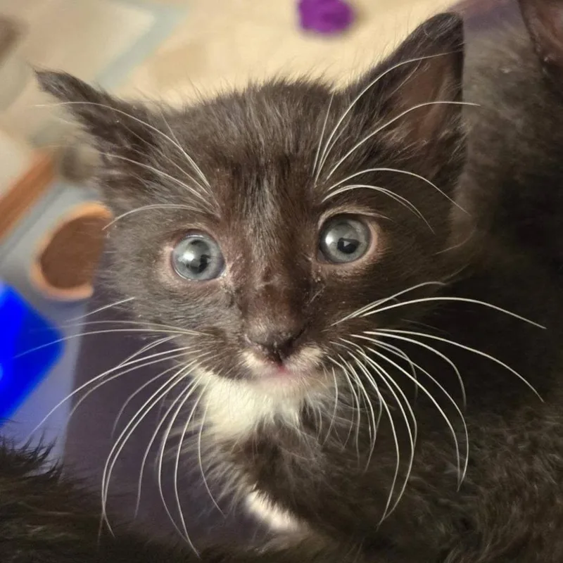 A baby small-sized male Black Domestic Short Hair cat named Spider for adoption in West Olive, MI