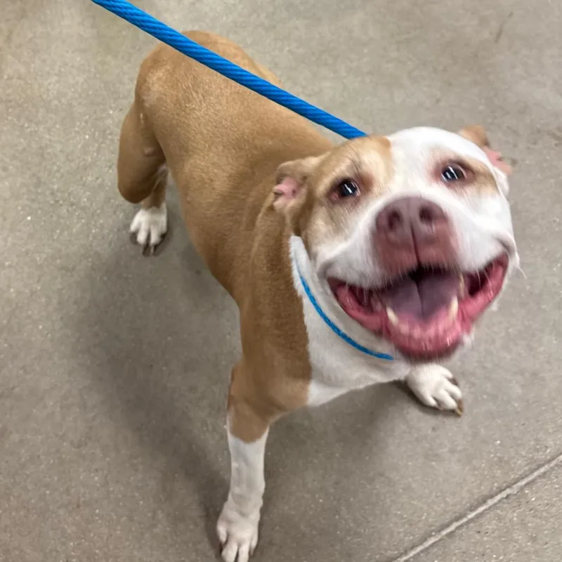 An adult medium-sized female Yellow / Tan / Blond / Fawn Mixed Breed dog named YORKStray for adoption in York, PA
