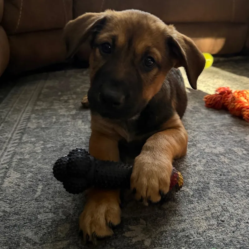 A baby small-sized female Sable Shepherd dog named Anna Belle for adoption in Wappingers Falls, NY