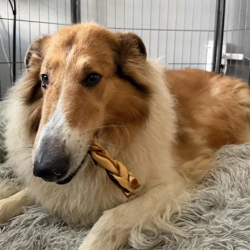 An adult large-sized female Collie dog named Daisy for adoption in Dublin, OH