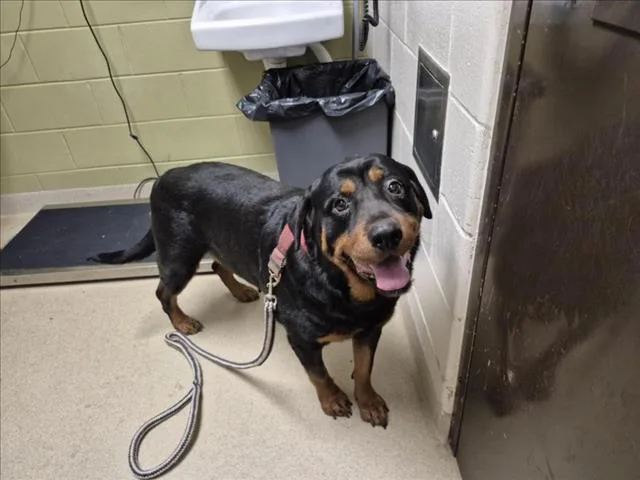 An adult large-sized female Rottweiler dog named Georgia for adoption in Chapel Hill, NC