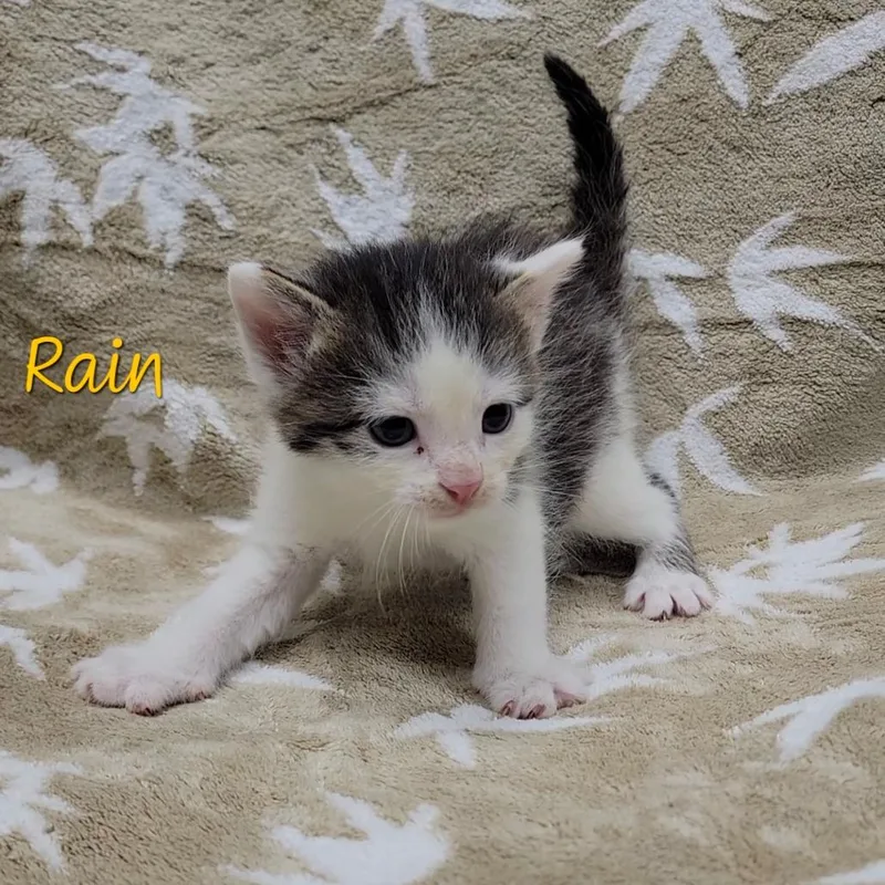 A baby small-sized male Brown / Chocolate Domestic Medium Hair cat named Rain for adoption in Parkersburg, WV